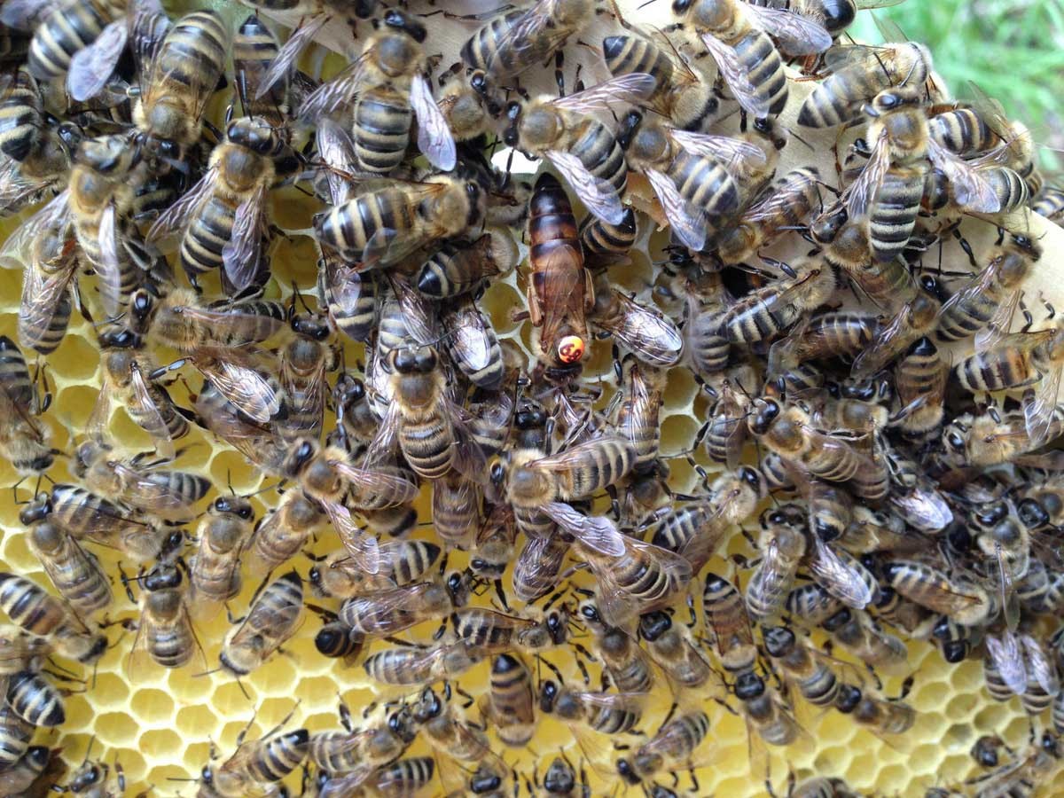 Čebelarstvo Lužar